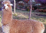 Himna-no-pasaules-lamas