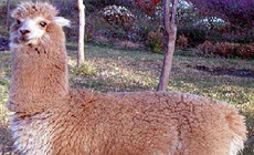L-hymne-des-lamas-du-monde